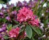 Rhododendron 9M14D-19